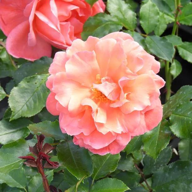 Happy Anniversary Floribunda Rose (Rosa Happy Anniversary) 1